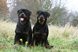 ROTTWEILER 392